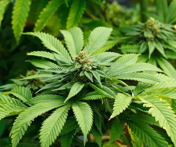 maconha-medicinal_13372