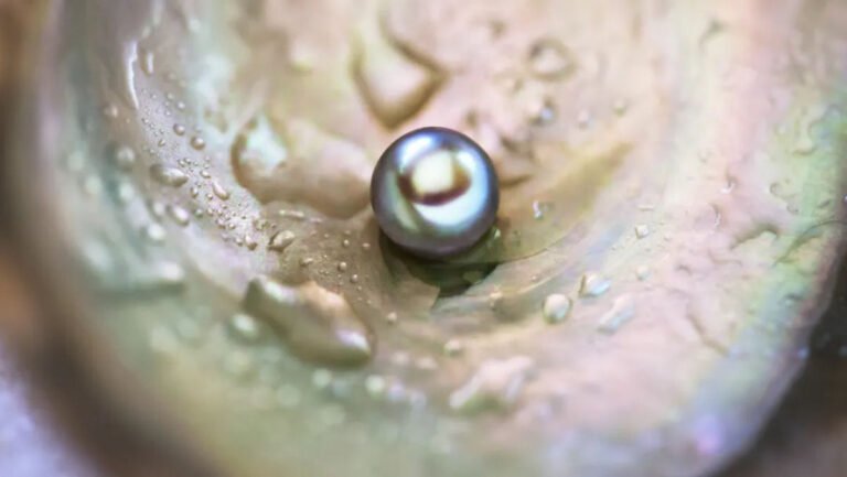 ostra_com_perola