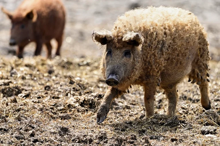 porca-mangalica-hungara