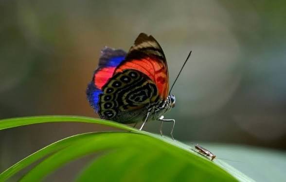 images (86)