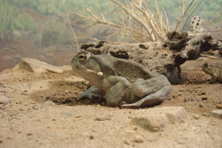 sonoran-desert-toad-bufo-alvarius